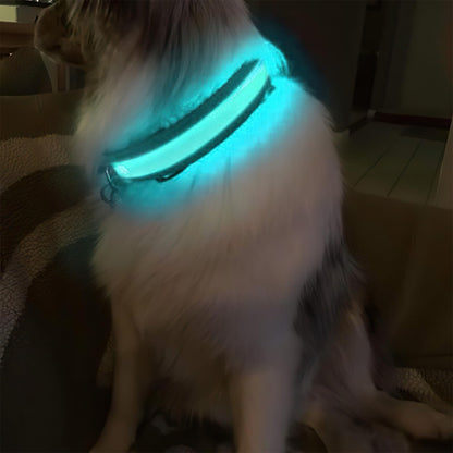 LED Light-Up Dog Collar for Night Safety