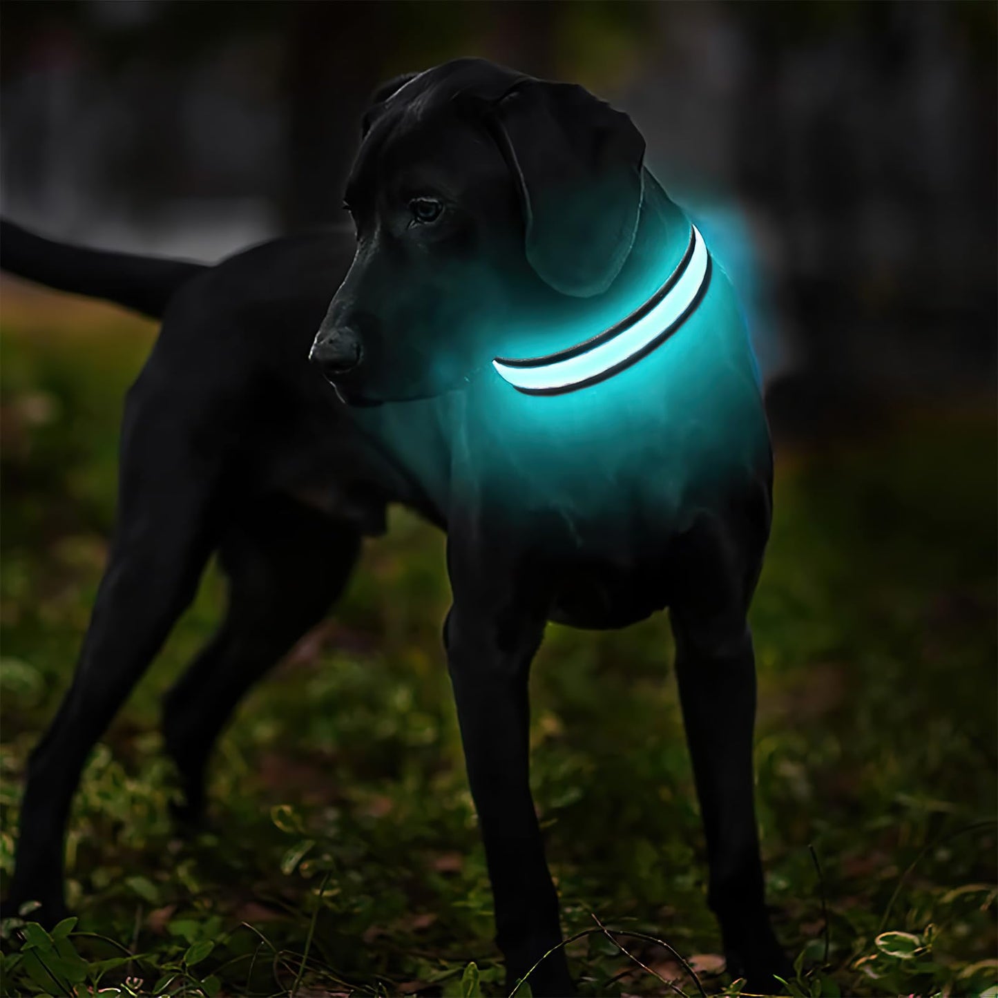 LED Light-Up Dog Collar for Night Safety