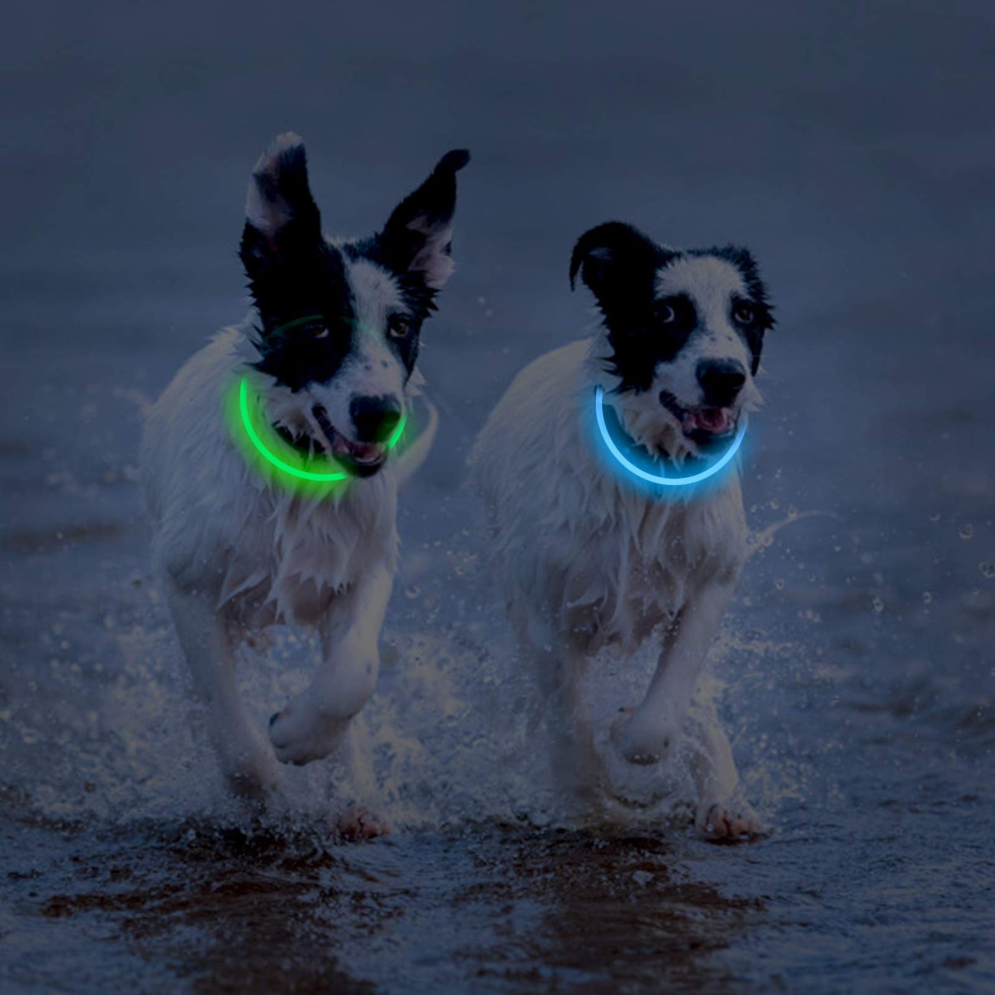 2-Pack Rechargeable LED Dog Collars for Night Safety