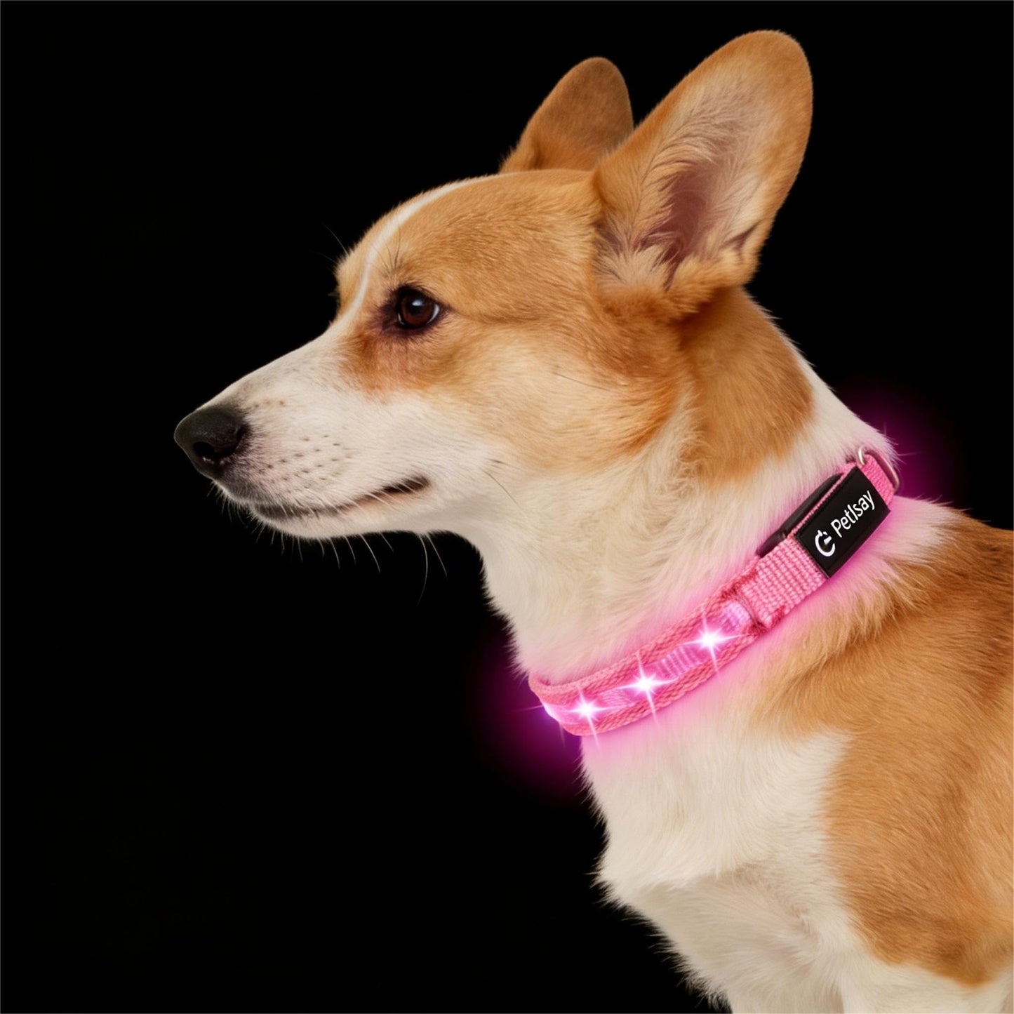 Waterproof USB-C Rechargeable LED Dog Safety Collar