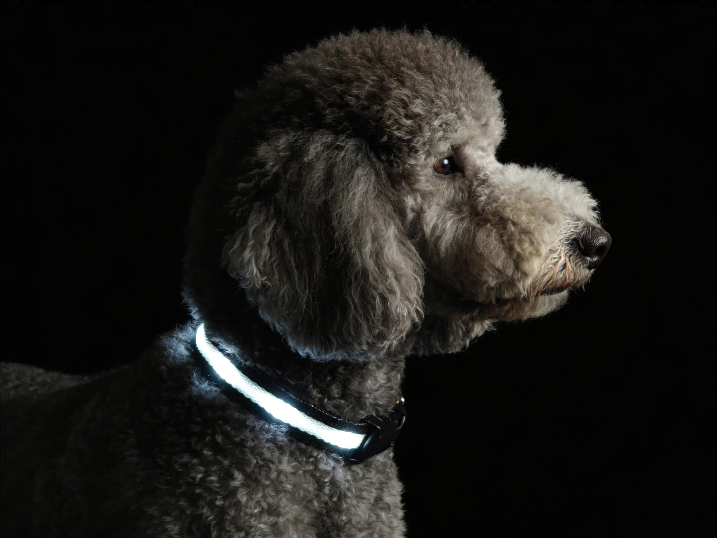 Waterproof USB-C Rechargeable LED Dog Safety Collar