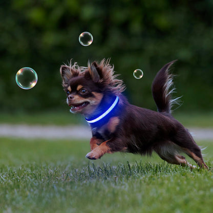 USB Rechargeable LED Light-Up Dog Safety Collar
